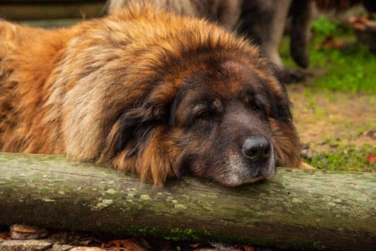 Cão da raça Serra da Estrela, usada para proteger o gado de ataques de lobo-ibéricos.